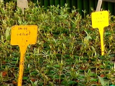 PLANTAS 01  LABRANZA